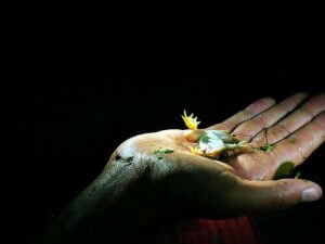 Å spille død: Hvorfor gjør dyr det?