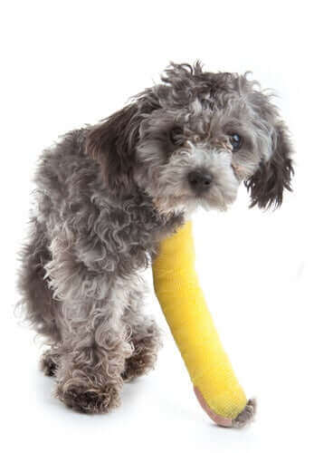 En hund med et brukket bein