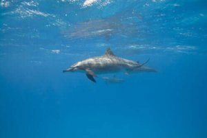 Hvordan sover sjøpattedyr?