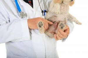 Venerisk tumor - Symptomer og behandling