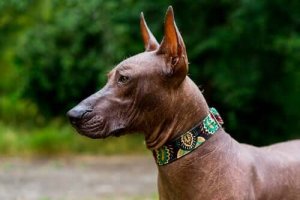 Meksikansk nakenhund: Kjent i Mexico som xoloitzcuintle