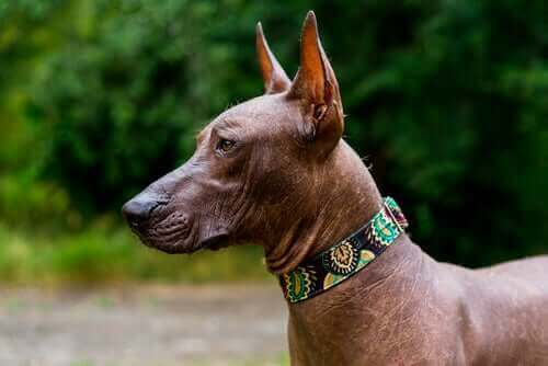 Meksikansk nakenhund: Kjent i Mexico som xoloitzcuintle