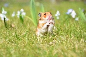 Hvordan lage det perfekte hjemmet for små dyr