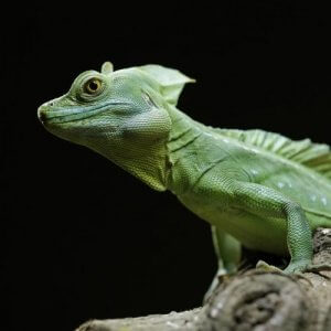 Grønn basilisk: Karakteristikker og leveområde
