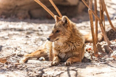 En Canis aureus som ligger