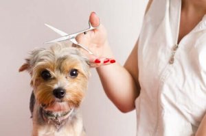Hvordan bli en hundefrisør - 7 gode tips
