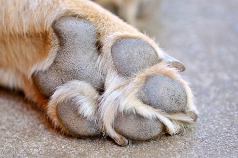 Nærbilde av labbene til en hund.