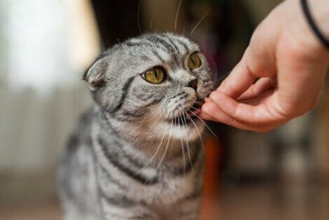 En eier som gir katten sin mat