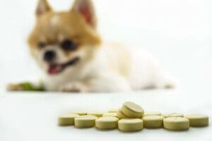Hundens ledd: Naturlige kontra kunstige kosttilskudd