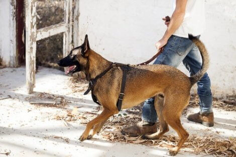 En person som går på tur med en hund