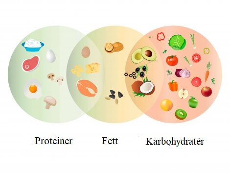De essensielle komponentene i hundemat