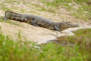 De viktigste karakteristikkene til yacare-kaiman