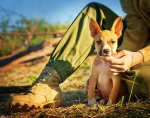 Hvordan vite om du er en ansvarlig kjæledyreier