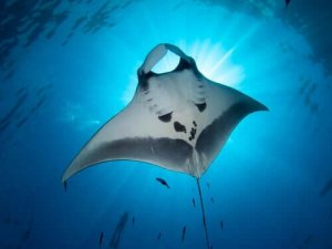 Djevelrokker - vakre og mystiske