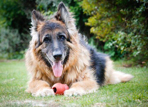 En gammel hund som kan lide av hjernealdring hos hunder