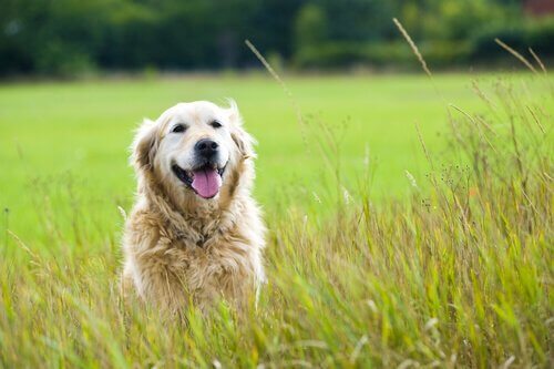 Et brev til hunden min i himmelen