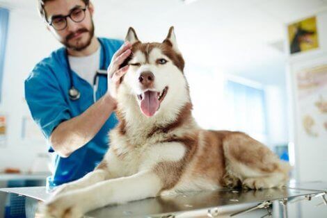 En hund hos dyrlegen
