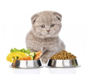 Menneskemat du kan dele med katten din