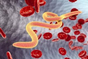 Filariasis hos katter: symptomer og behandling