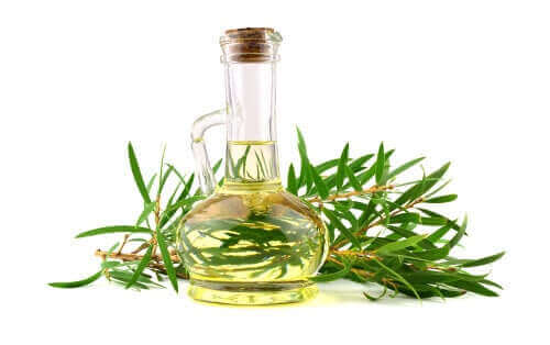 Fordelene med tetreolje for hunder