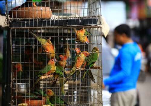 CITES-traktaten og dens forbedringer