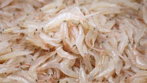 Betydningen av krill