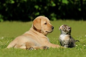 4 farer ved ikke å velge riktig hund eller katt