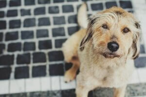 Hvordan beskytte hunden din mot influensa