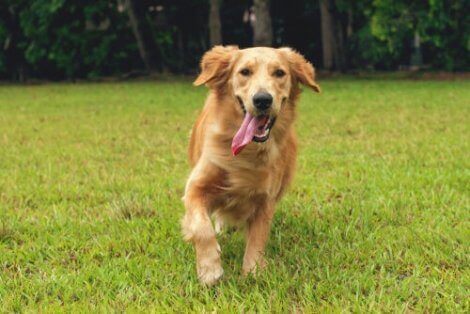 En hund som løper på en plen