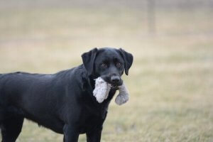 7 farlige gjenstander for hunden din