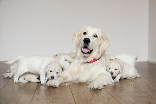 5 tips for pleie av hunden din etter fødselen