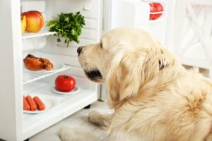 Hvordan vite om hunden din er tykk eller tynn