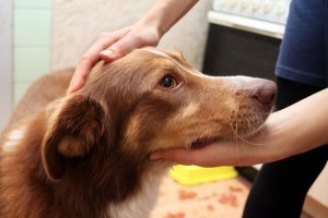 Hva man gjør hvis hunden får et anfall
