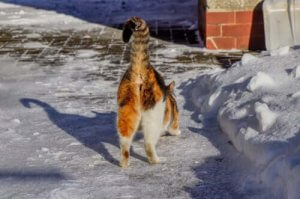 Hvorfor lukter noen katters bak vondt?