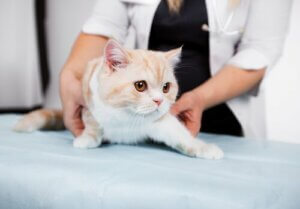 Veterinærmedisinsk malpraksis