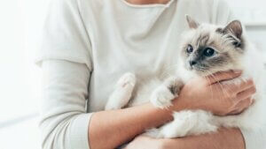 Hvordan kan du få katten din til å elske deg?