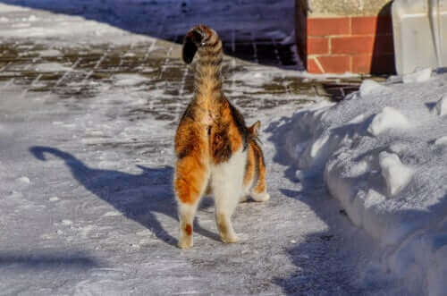 Hvorfor lukter noen katters bak vondt?