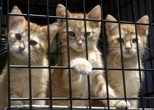 Veldedige gaver som endrer livet til forlatte katter