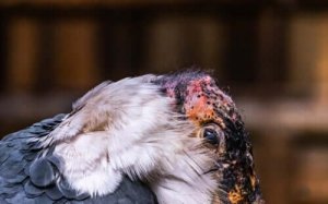 Marabustorken: En stor åtseleter