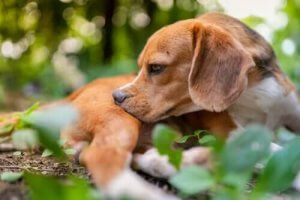 5 tips for deg som vurderer å gi ormekur til hunden din