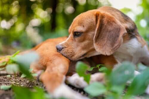 5 tips for deg som vurderer å gi ormekur til hunden din