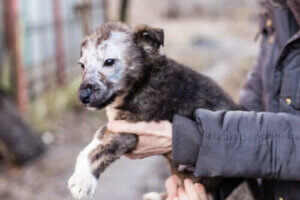 Ringorm hos valper: Symptomer og behandling