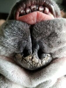 Årsaker og behandling av en tørr nese hos hunder