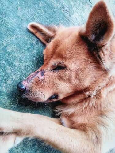 Hund med sår på snuten
