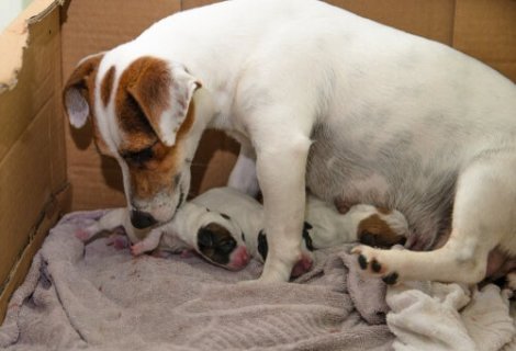 En hund som vasker valpene sine