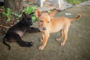 Kjæledyr i Venezuela lider av matmangel