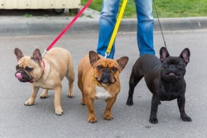 7 tips for å få hunden din til å slutte å dra i båndet