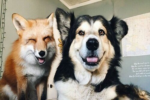 Juniper og Moose, en hund og rev som nå er venner