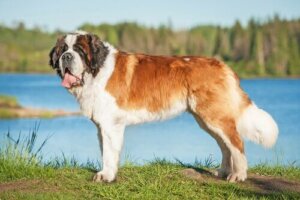 Sanktbernhardshund: En naturlig beskytter