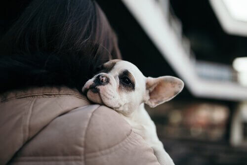Er du klar for å adoptere en ny hund?